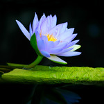 Blue Waterlily #1