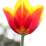 Sunset tulip