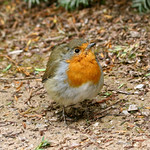 Round robin