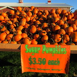 Wagon of Sugar Pumpkins $3.50 each at Hank's Pumpkintown in Water Mill, Southampton, Long Island, New York