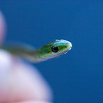 Rough Green Snake