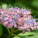 hydrangea