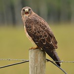 Swainson's Hawk