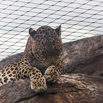 Valencia 2014 (2) 201 - Pussycat paws