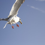 Flying Seagull