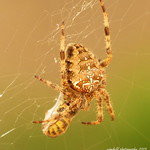 Gartenkreuzspinne (Araneus diadematus) beim verspeisen von Beute / Garden garden spider with consume from prey