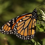 Pristine Monarch