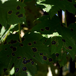 Tar spots on Sycamore leaves (Acer pseudoplatanus)