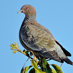 Asa-branca/ Picazuro Pigeon DSCN1279