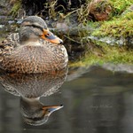 Duck Reflection