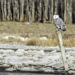 Snowy Owls