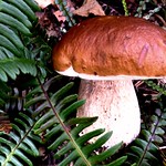 Boletus edulis