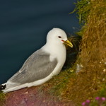 KITTIWAKE