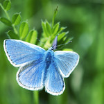 common blue male