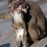 japanese macaque artis JN6A0795