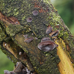 Judasohr , NGID145666794