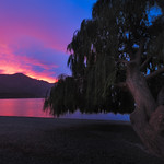 My Wanaka Tree