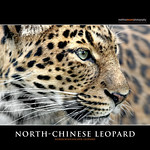NORTH-CHINESE LEOPARD