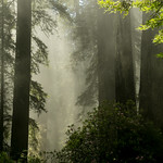 foggy redwoods