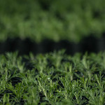 Prisoners Growing Sagebrush