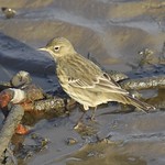 Pipit