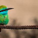 Green Bee-eater (Merops orientalis)