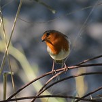 Pisco-de-peito-ruivo - (Erithacus rubecula) - European robin