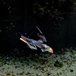 Diving Puffin