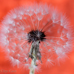 Waiting for a breeze