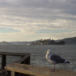 Alcatraz view