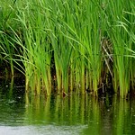 The Bull Rushes (Without Baby Moses...!)