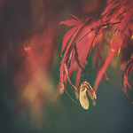 Seeds of Seasonal Change