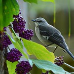Mockingbird DSC_0408