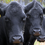 DSCN0034 Black Angus