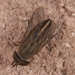 Female Striped Horse Fly