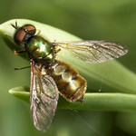 Soldier fly Chloromyia formosa male