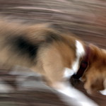 Nose to the ground, scent hound