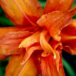 Double Petal Tiger Lily