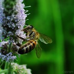 European Honey Bee Apis Mother Nature