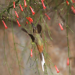 Série com o Beija-flor-de-rabo-branco-acanelado (Phaethornis pretrei) - Series with the Planalto Hermit (Phaethornis pretrei) - 11-12-2015 - IMG_4767
