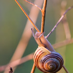 Snail