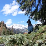 Stellar's Jay - Rogers Pass, BC