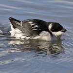 Little Auk (Alle Alle)