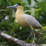Capped Heron