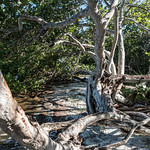 Emerson point preserve-2016oktober13-316