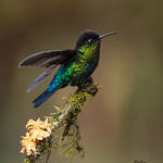 Showing Off His Beauty !!!!!!!!