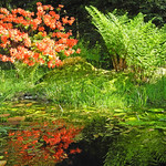 Summer day in the garden