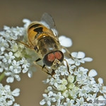 Syriphid fly (Eristalis interrupta) on Queen Anne's Lace