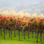 Foggy-Geyserville-Vineyard