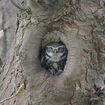 Big Tree. Small Owl